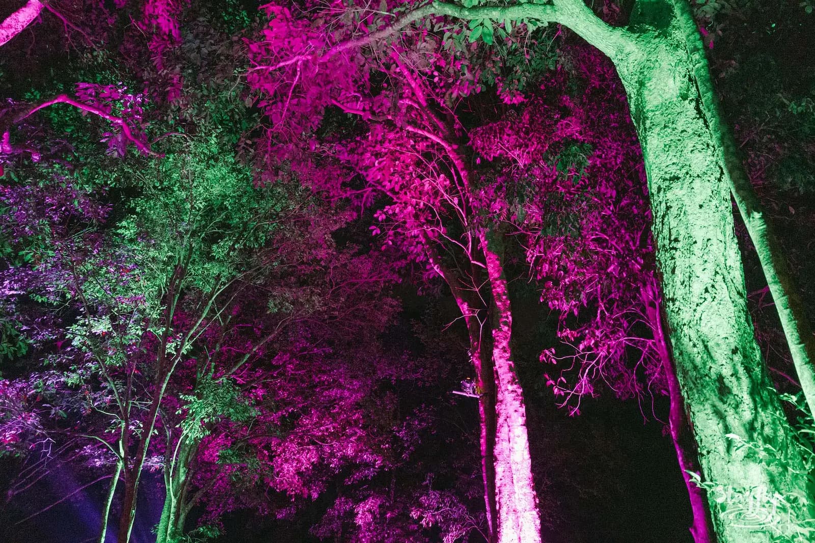 Trees lit magenta and green at night.