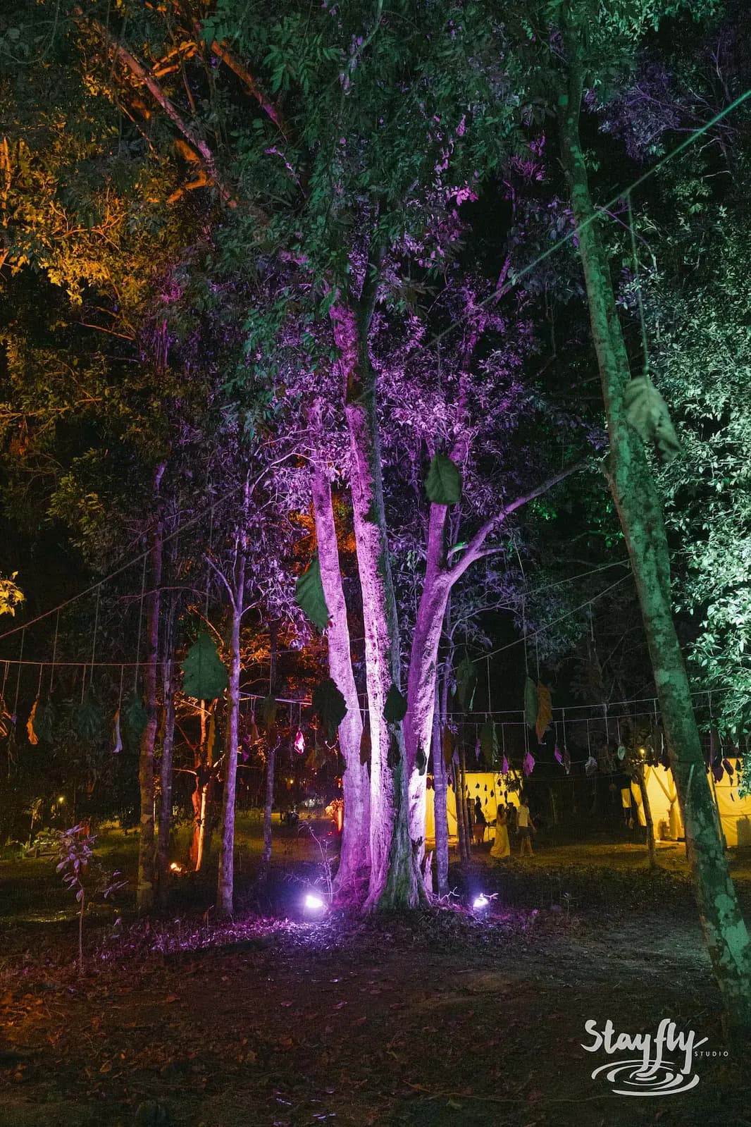 Single tree lit purple in dark forest.