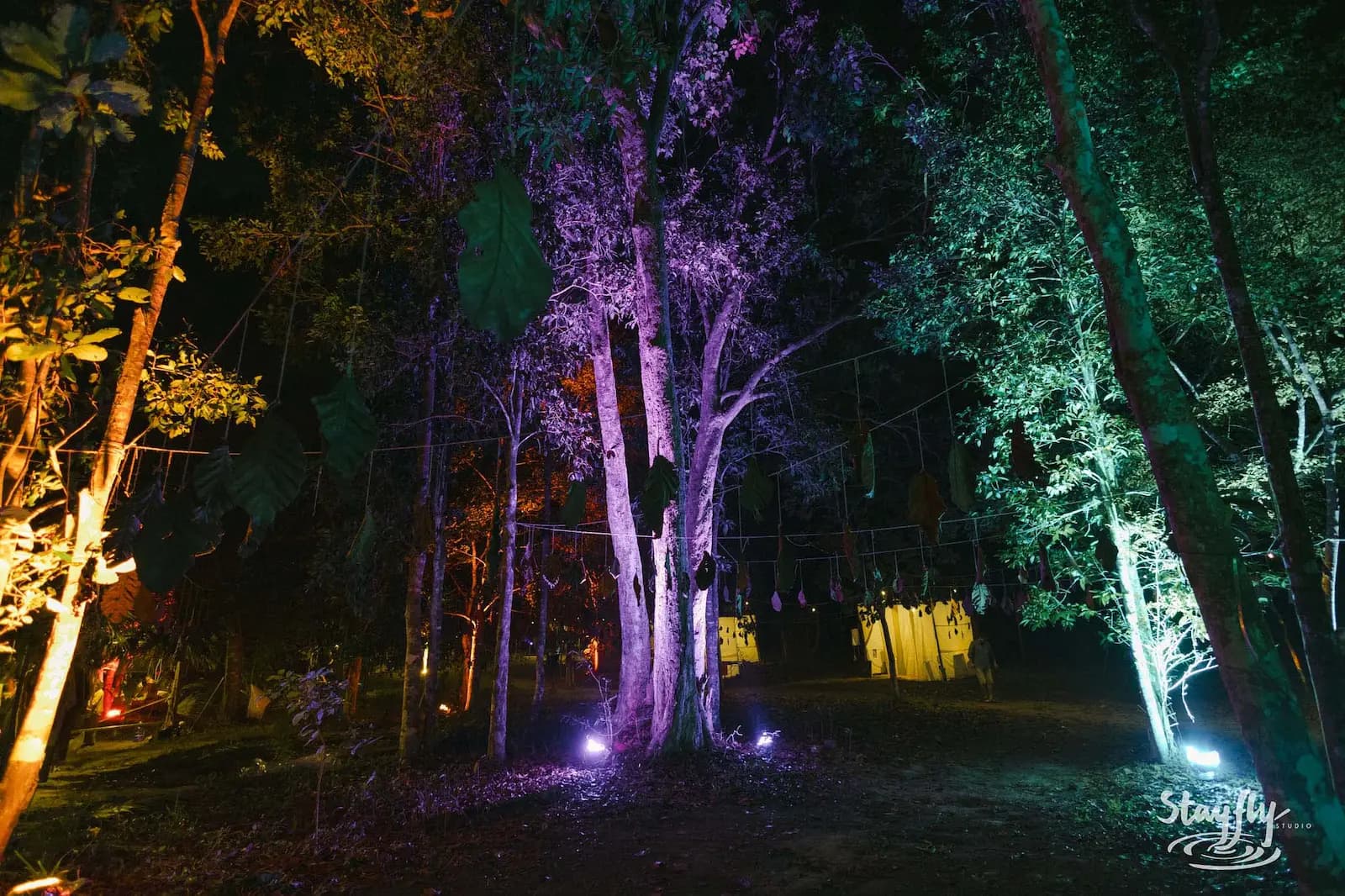 Empty forest lit purple and green at night.