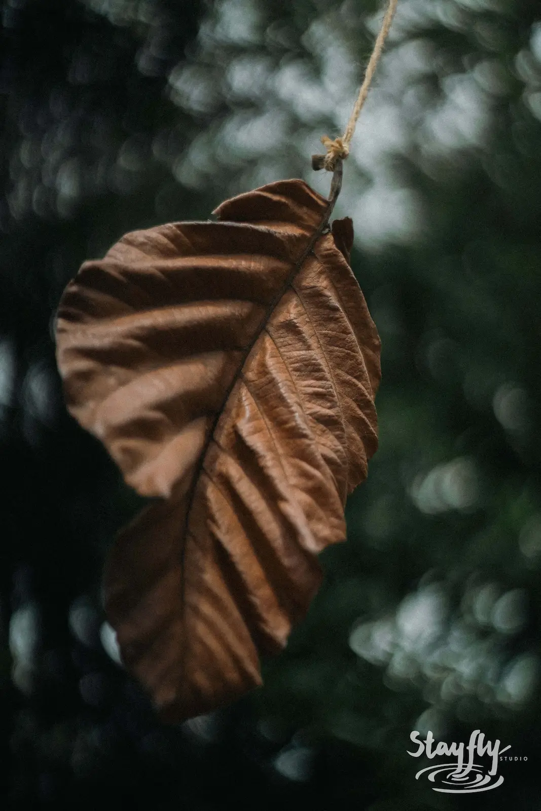 Close-up of dried leaf hanging on string.