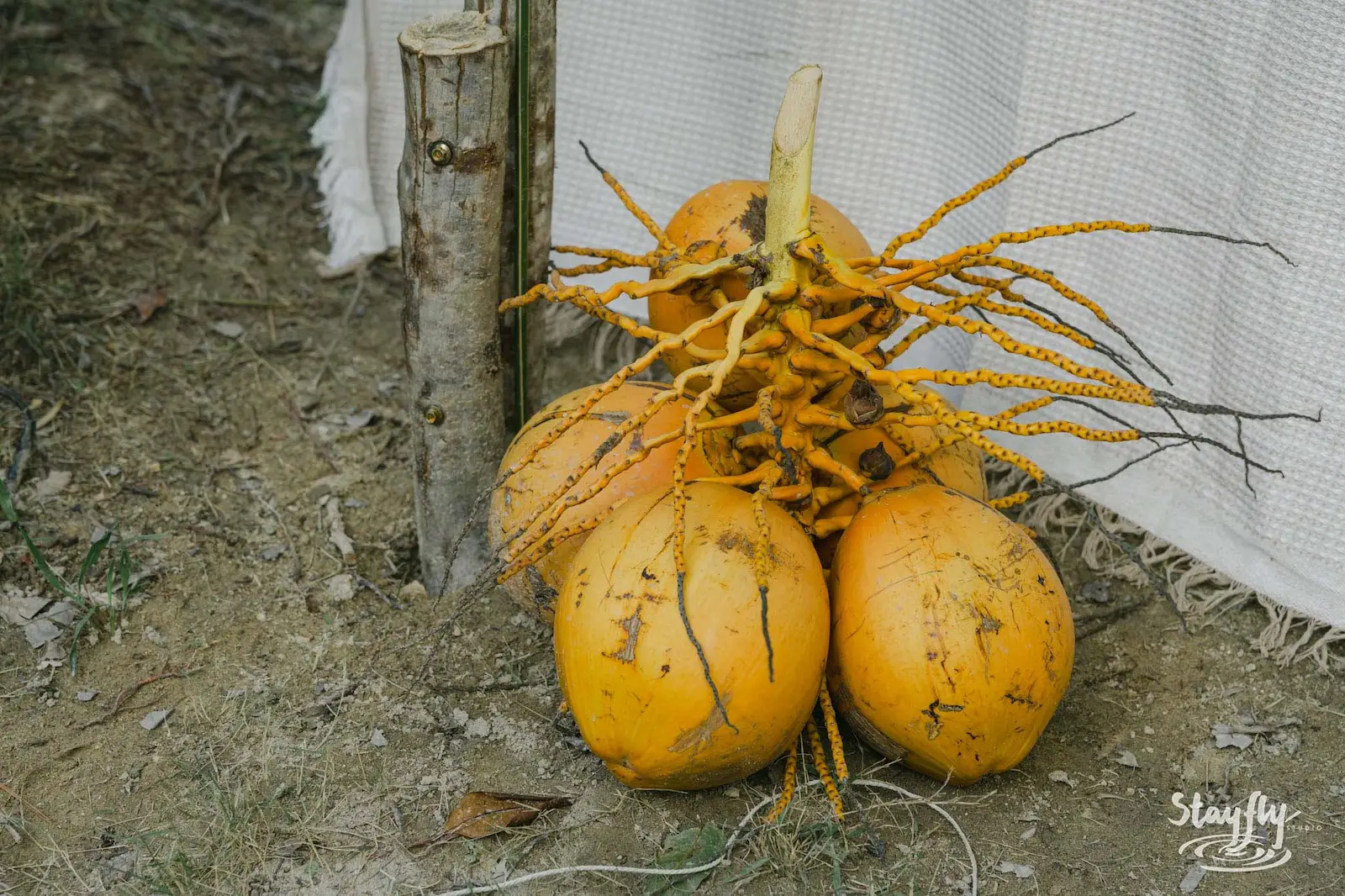 Sprouted golden coconuts propped against wooden post.