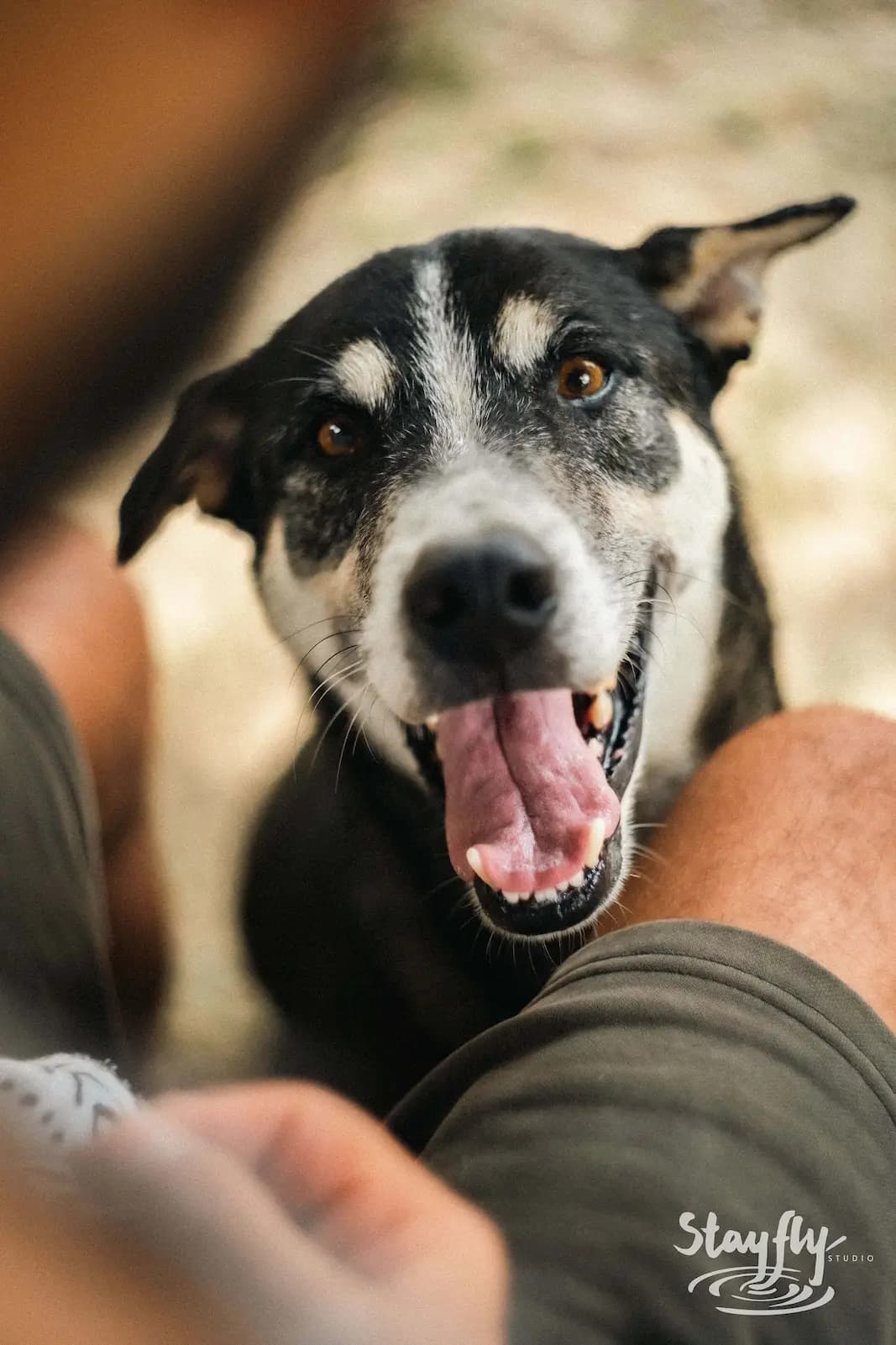Close-up of dog with mouth open near person's leg.