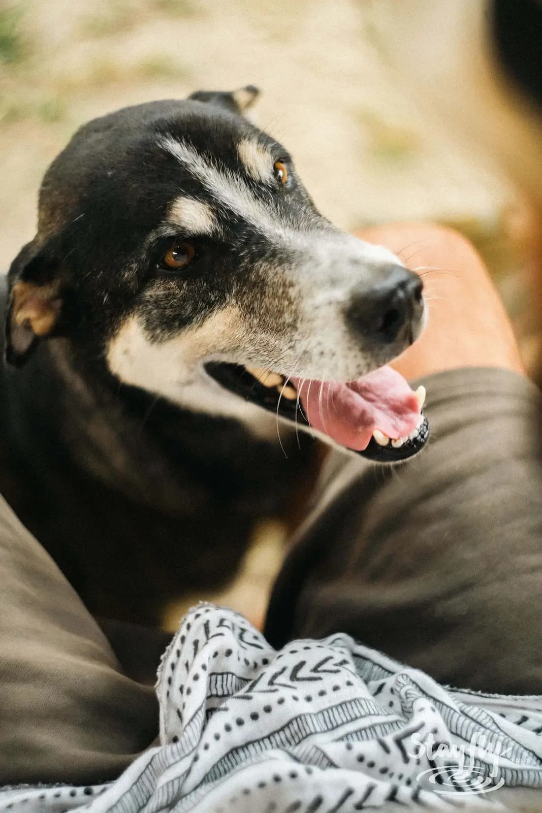 Close-up of a dog resting on blanket.
