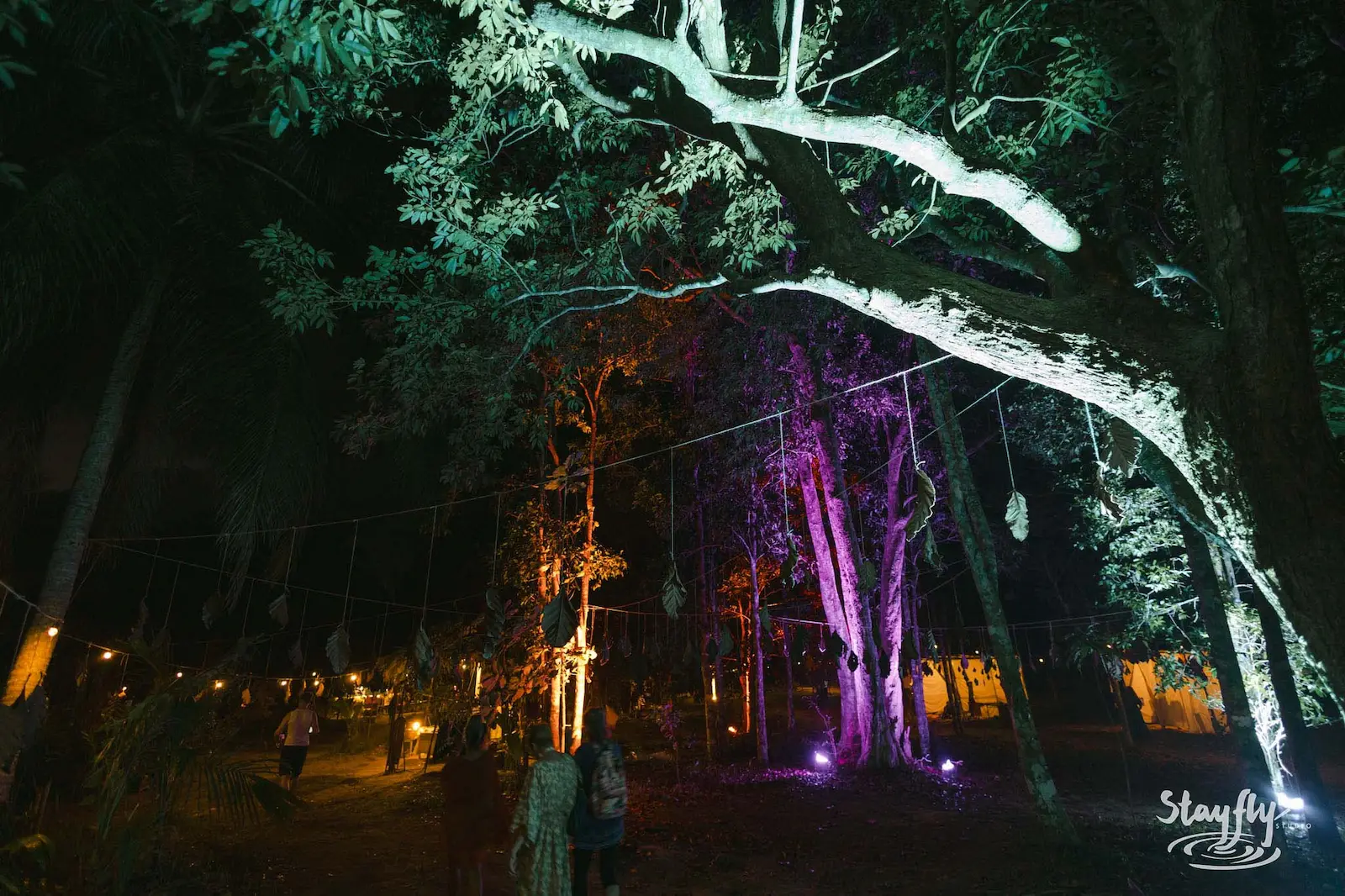Illuminated tree canopy lit purple and green at night.