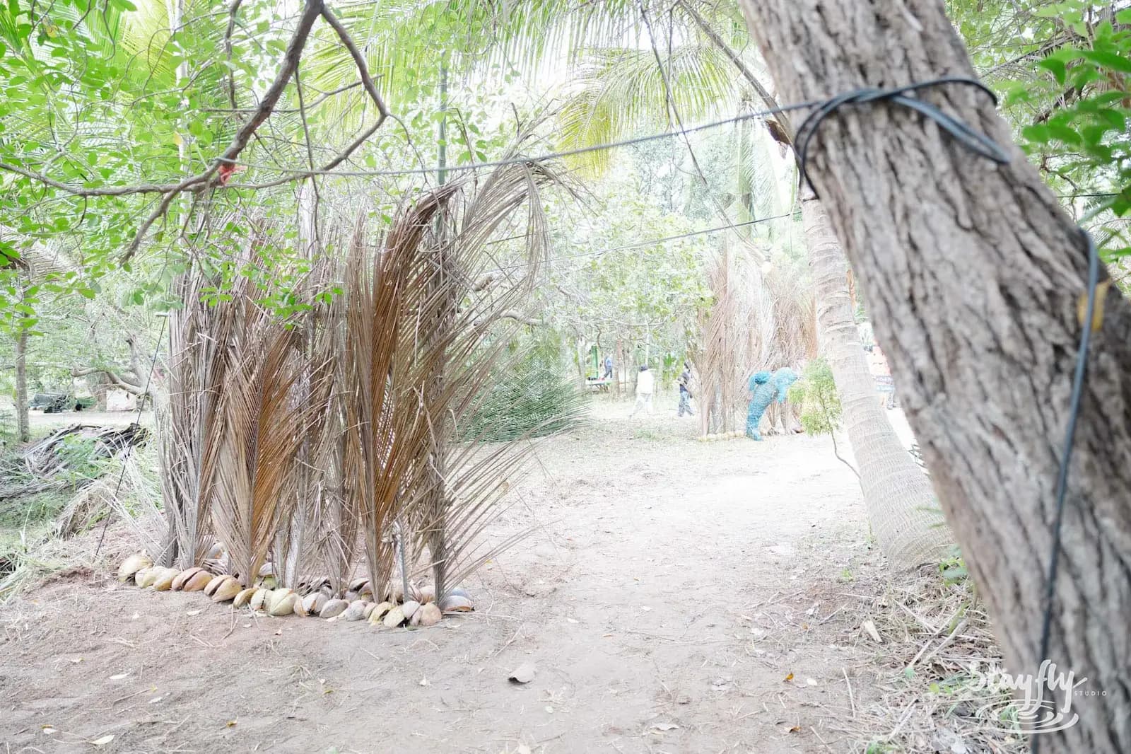 Dried palm frond fence with coconuts at base.