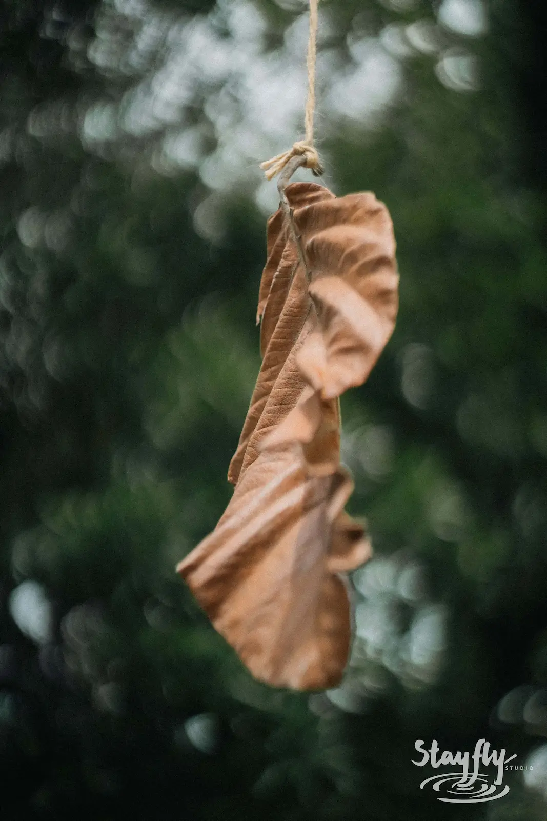 Closeup of single dried leaf hanging on string, bokeh.