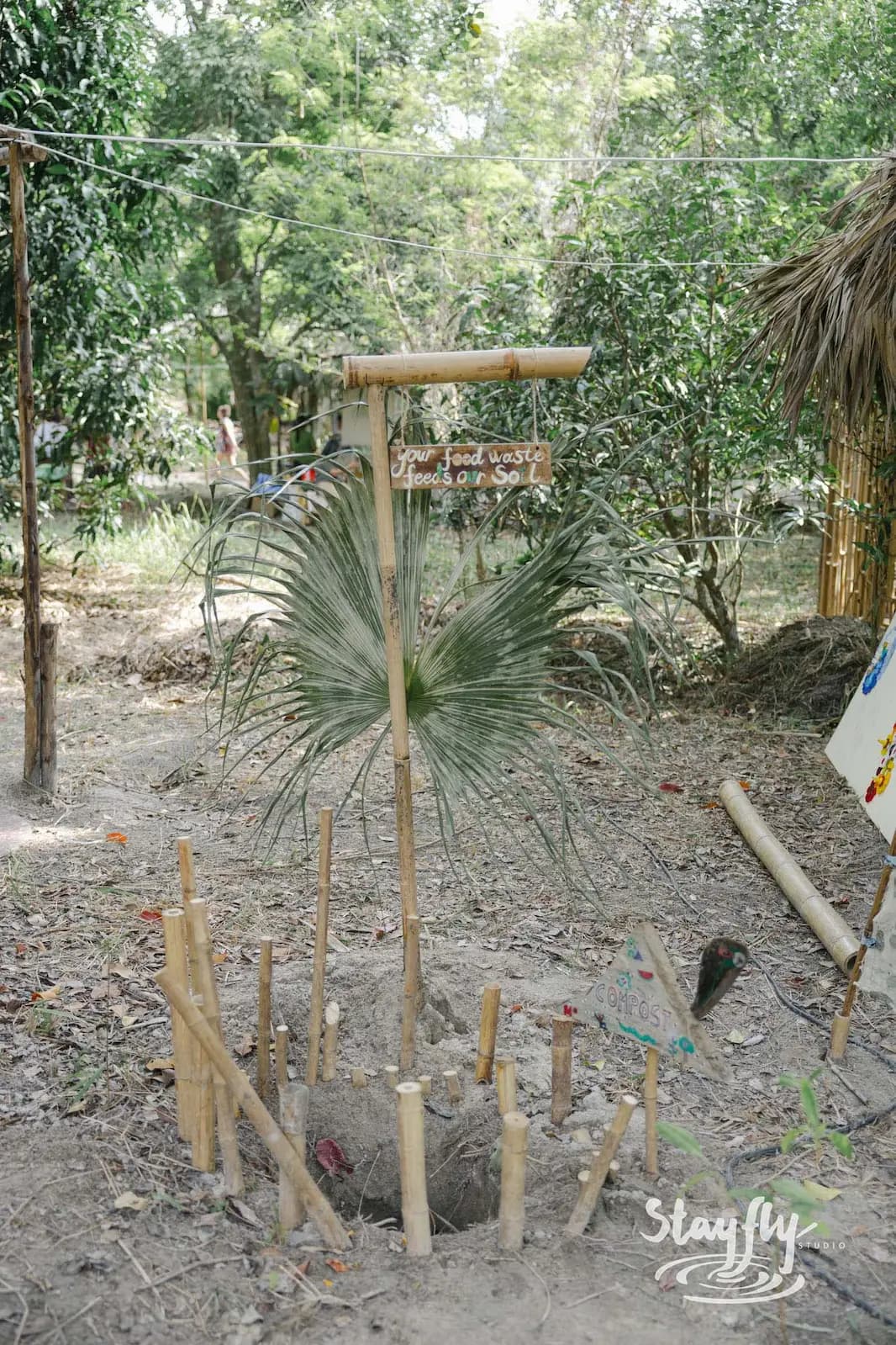 Young palm sapling staked with bamboo poles.