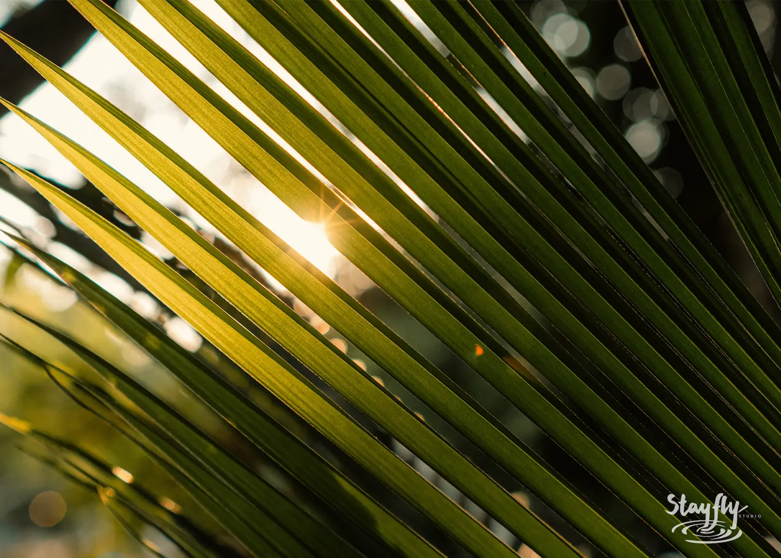 Sunlight glows through palm frond.