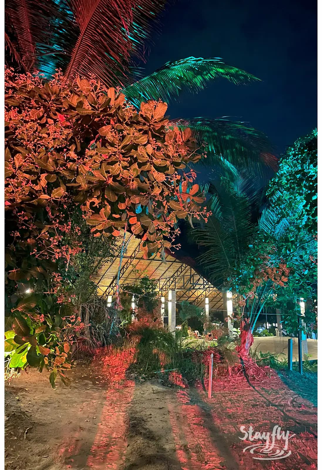 Garden pathway lit red and green at night.