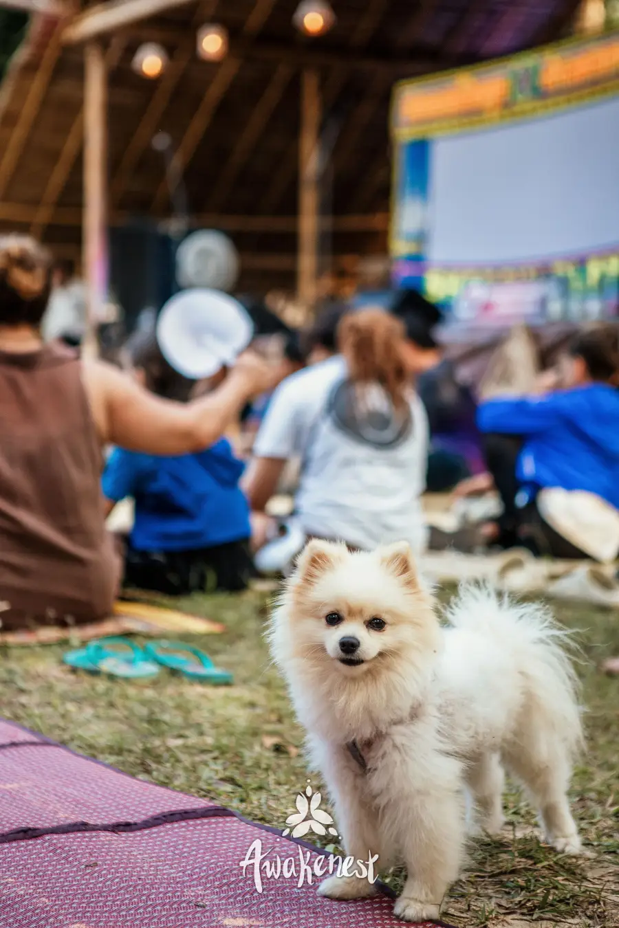 Fluffy white dog close-up at event grounds.