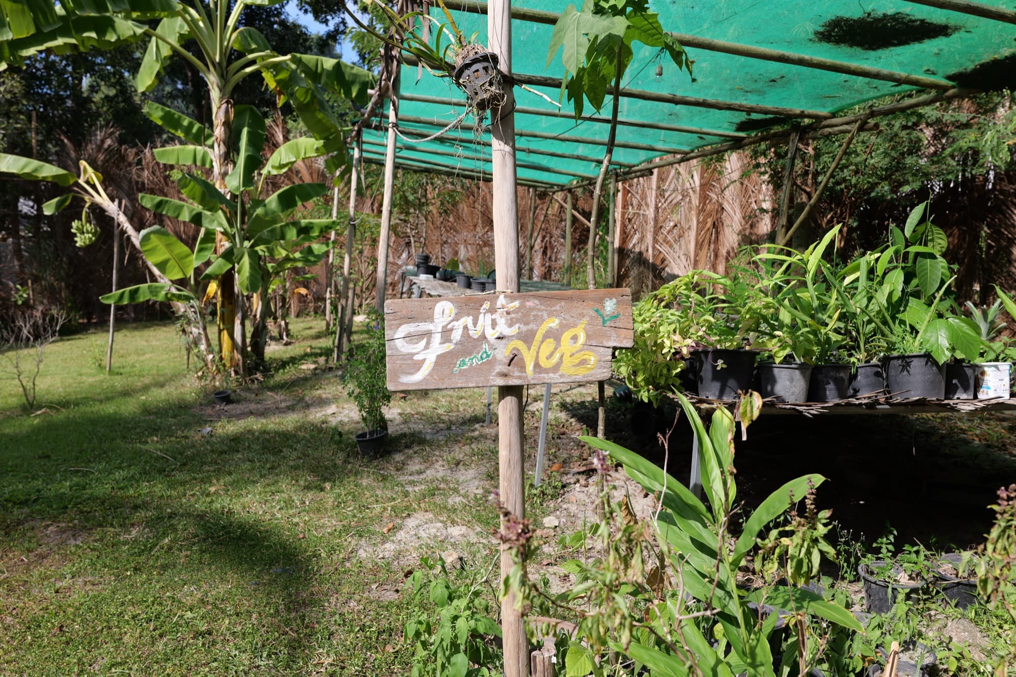 A hand painted wooden sign reading Fruit and Veg stands in front of a shade net nursery filled with potted seedlings.