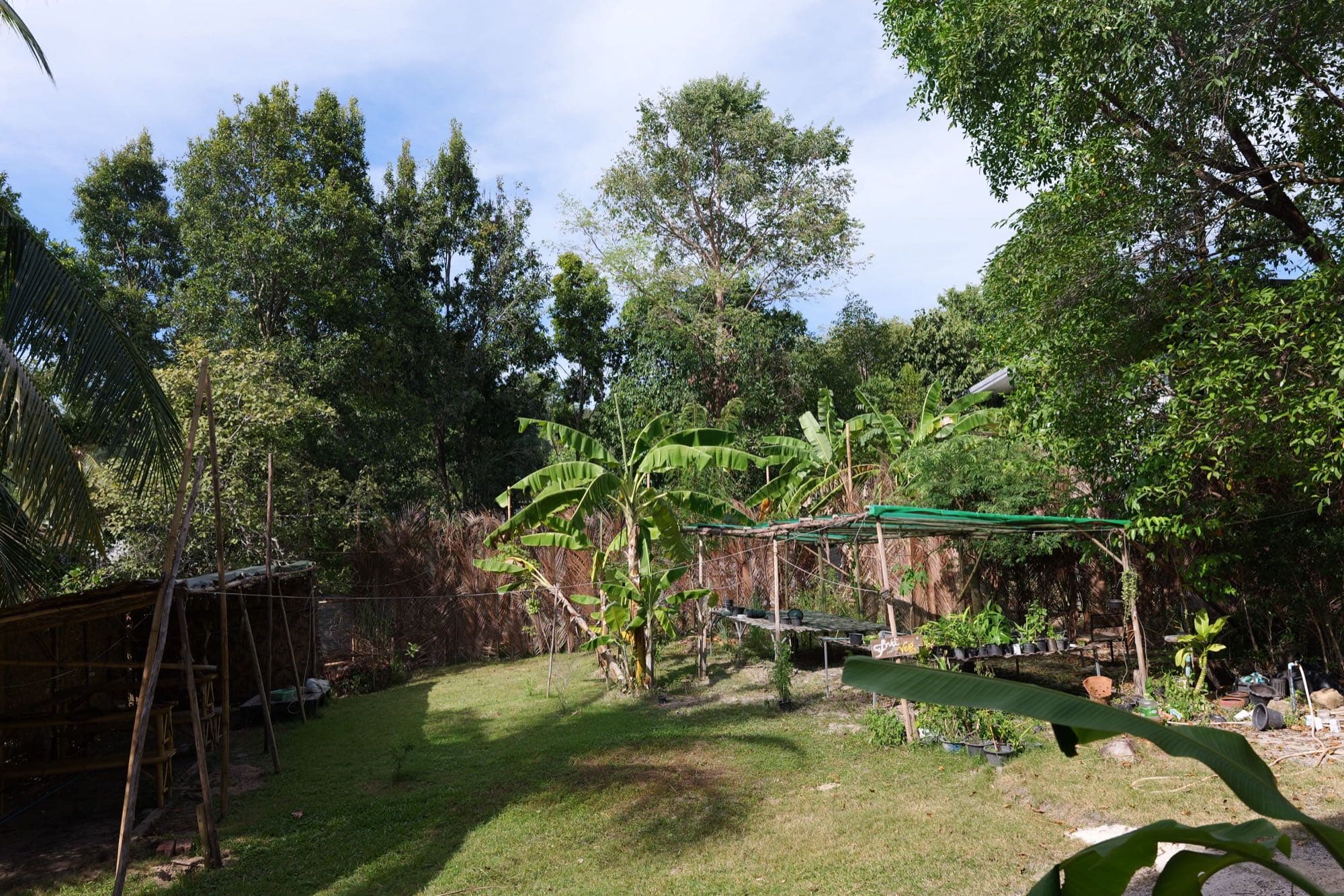 A grassy garden plot with a bamboo shade structure, banana plants and a shade net table of potted seedlings.