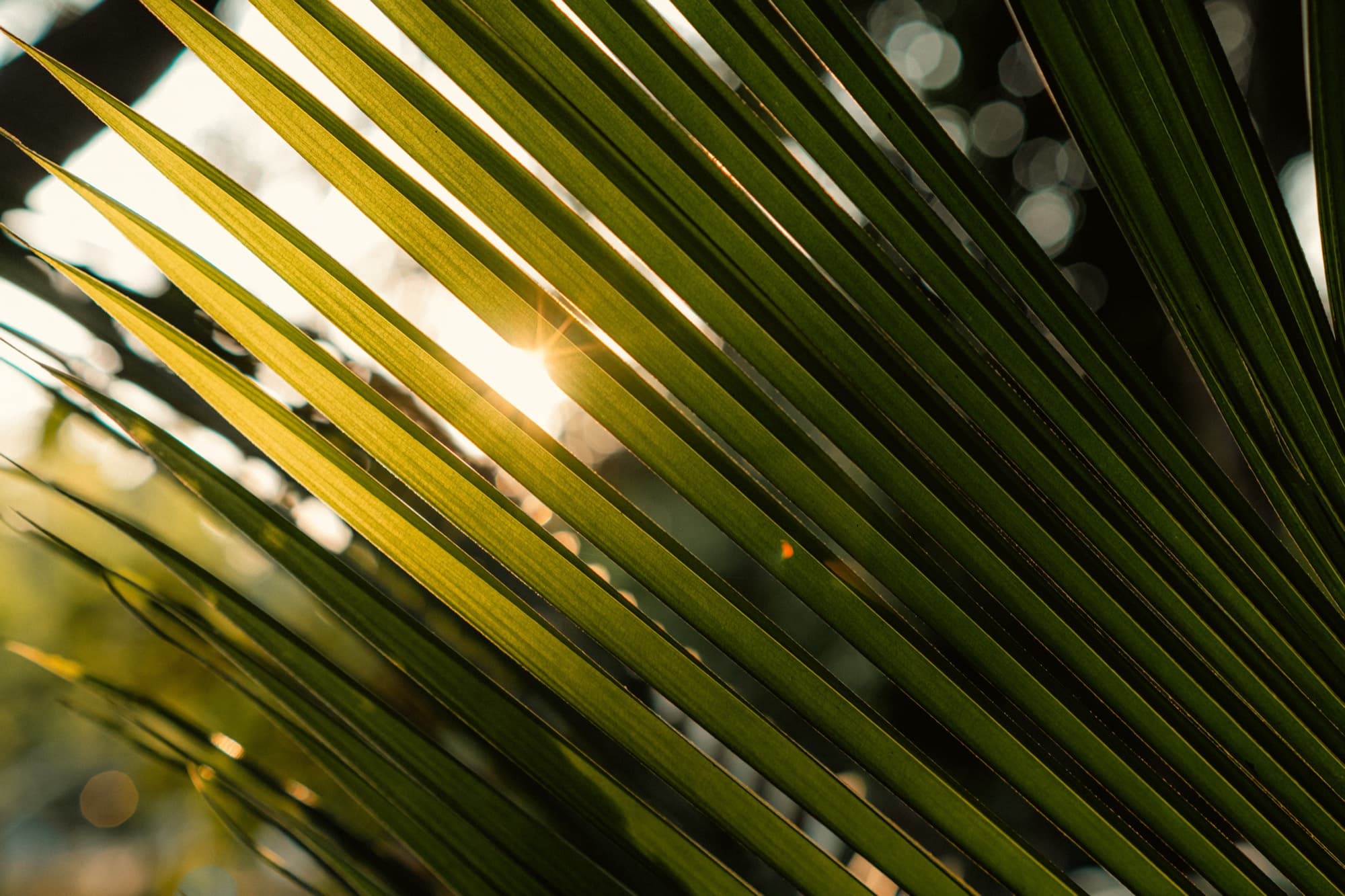 Sunlight shining through palm leaves at Awakenest